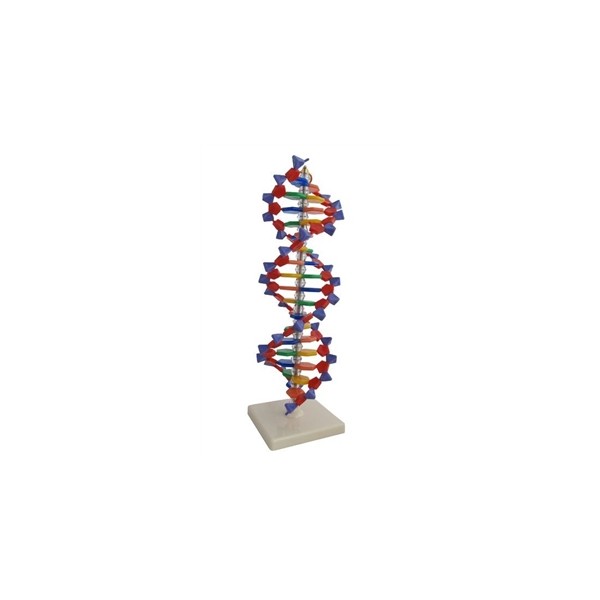 DNA model 3D