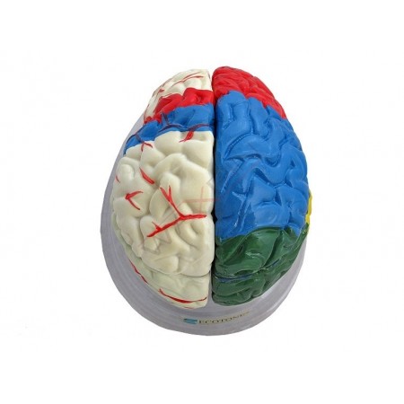 Model mózgu kolorowy 8 czesciowy