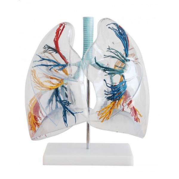 Przezroczysty model płuc