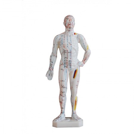 Model budowy człowieka akupunktura 26cm