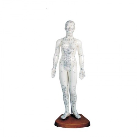 Model budowy człowieka akupunktura kobieta 48cm