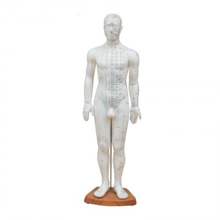 Model budowy człowieka akupunktura mężczyzna 60cm