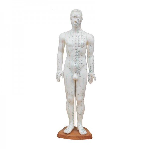 Model budowy człowieka akupunktura mężczyzna 60cm