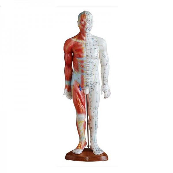 Model budowy człowieka akupunktura/mięśnie mężczyzna 55cm