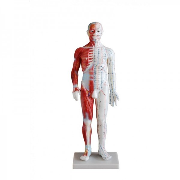 Model budowy człowieka akupunktura/mięśnie mężczyzna 60cm