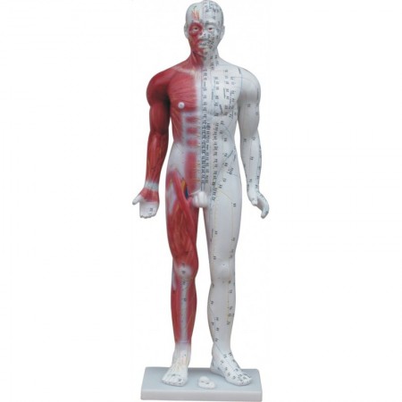 Luksusowy model budowy człowieka z punktami akupunktury 84cm