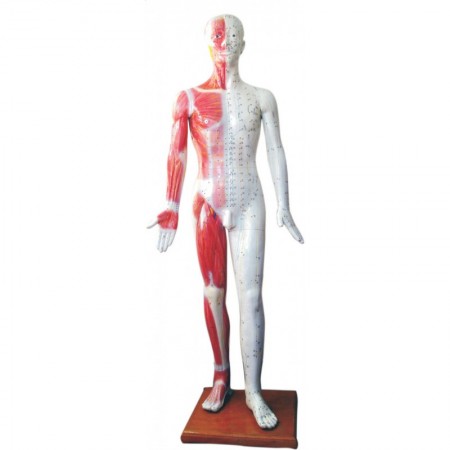 Model człowieka z punktami akupunktury 178cm