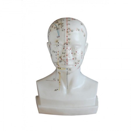 Model głowy akupunktura rozmiar rzeczywisty