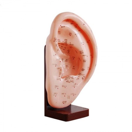 Model ucha akupunktura 22cm