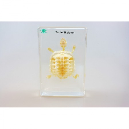Szkielet żółwia tatopiony w pleksi
