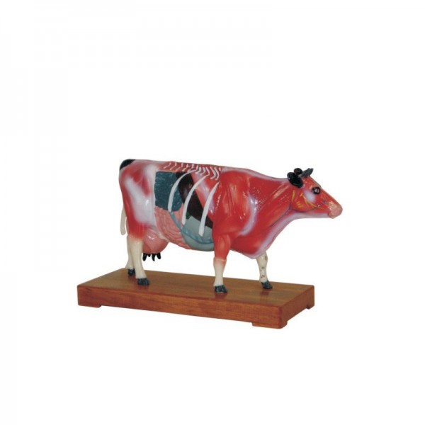 Model krowy akupunktura