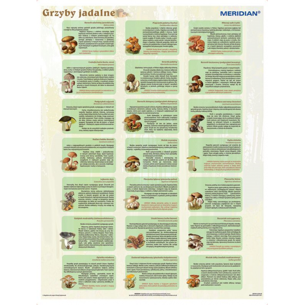 Grzyby jadalne plansza 90x120 cm