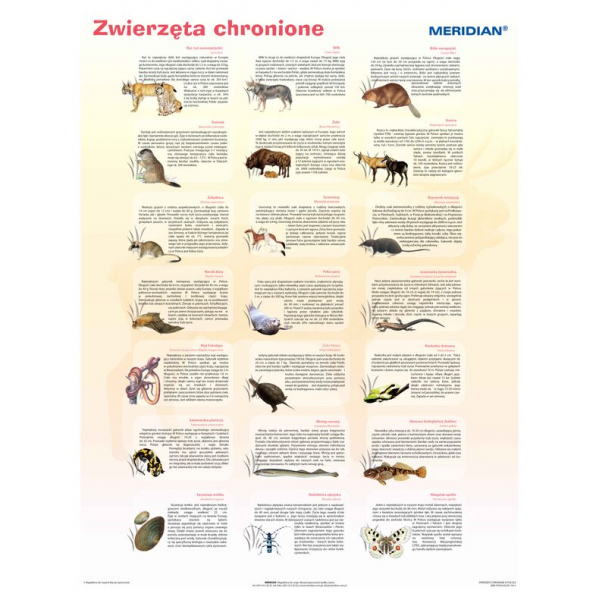 Zwierzęta chronione w Polsce plansza 90x120 cm