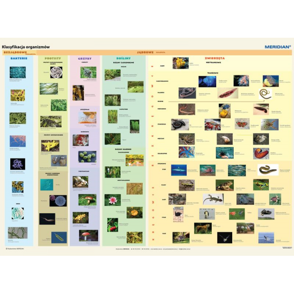 Klasyfikacja organizmów plansza 160x120 cm