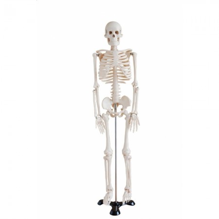 Szkielet człowieka 85 cm bez nerwów i arterii