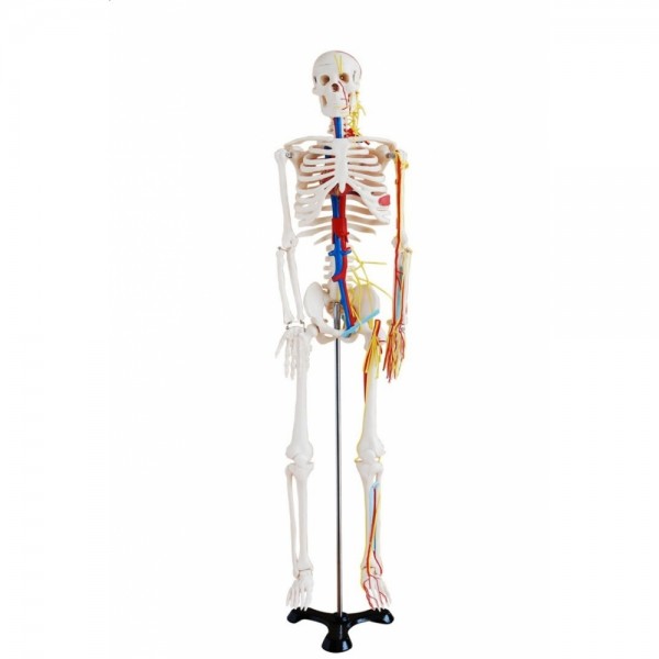 Szkielet człowieka 85 cm z nerwami i arteriami