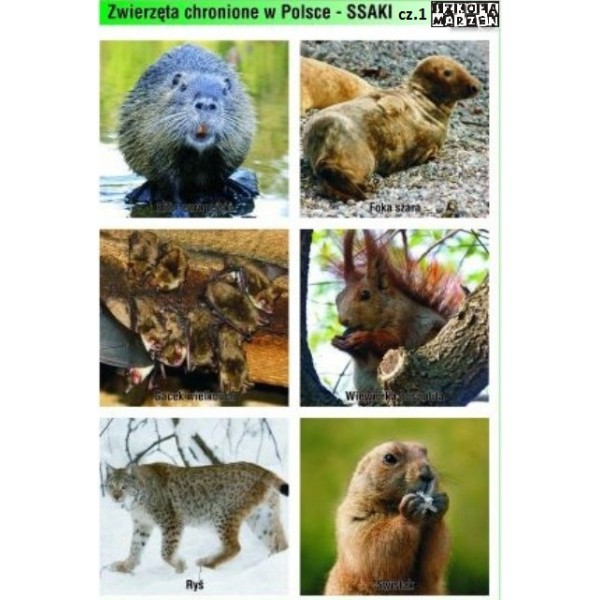 Plansze Chronione gatunki zwierząt w Polsce 17 szt do wyboru
