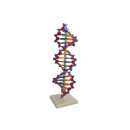 DNA model 3D