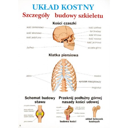 Anatomia i fizjologia człowieka