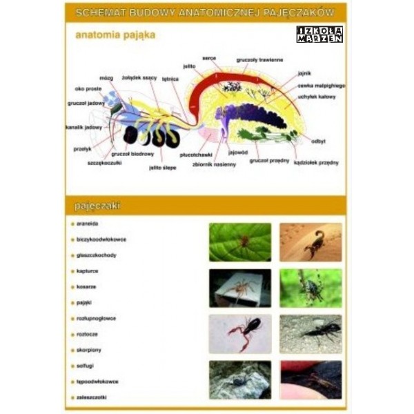 Plansze budowa anatomia zwierząt 19 szt do wyboru
