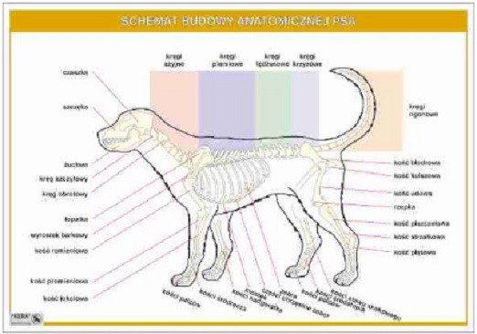 Anatomia Zwierzat Sprawdzian 1 Technikum