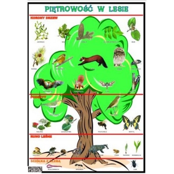 Plansze Przyroda 9 szt do wyboru