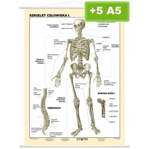 Szkielet człowieka cz.I mono plansza 100x140 cm