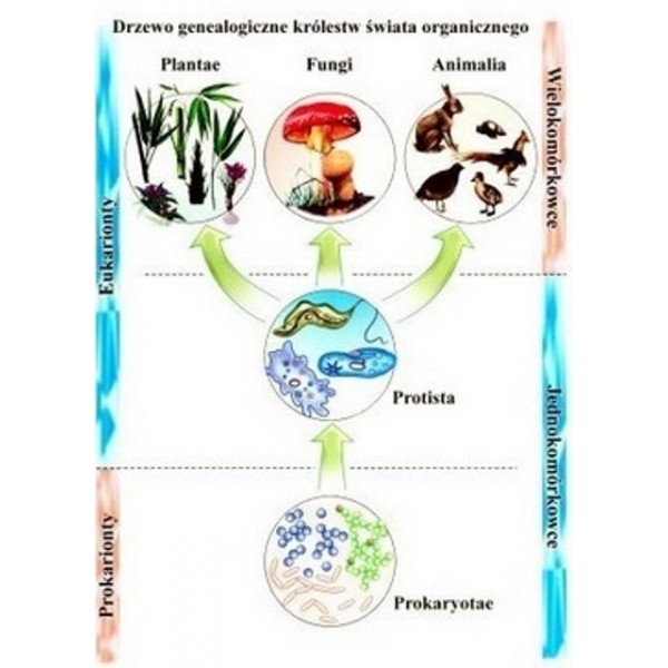 Plansze Mikrobiologia 20 szt do wyboru