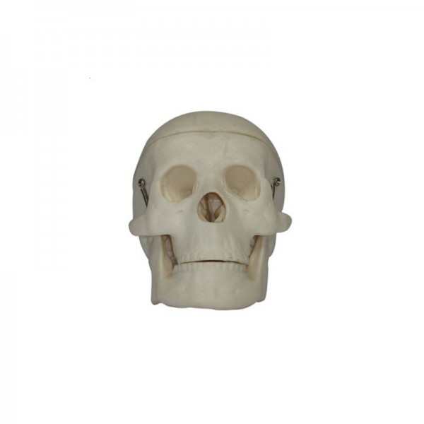 Czaszka miniaturowa plastikowa