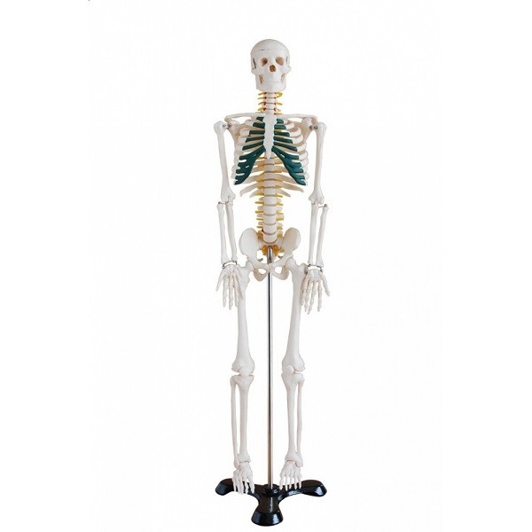 Szkielet człowieka 85 cm z nerwami rdzeniowymi