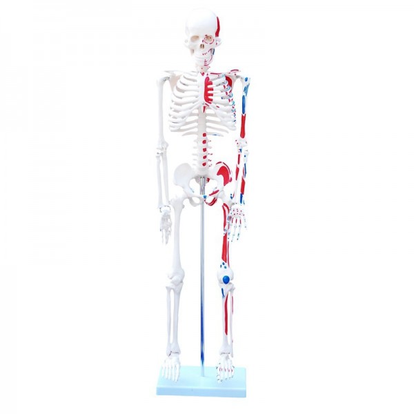 Szkielet człowieka 85 cm z mięśniami