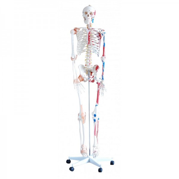 Szkielet człowieka 180 cm z mięśniami i wiązadłami