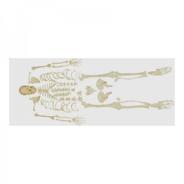 Rozłączany szkielet z czaszką