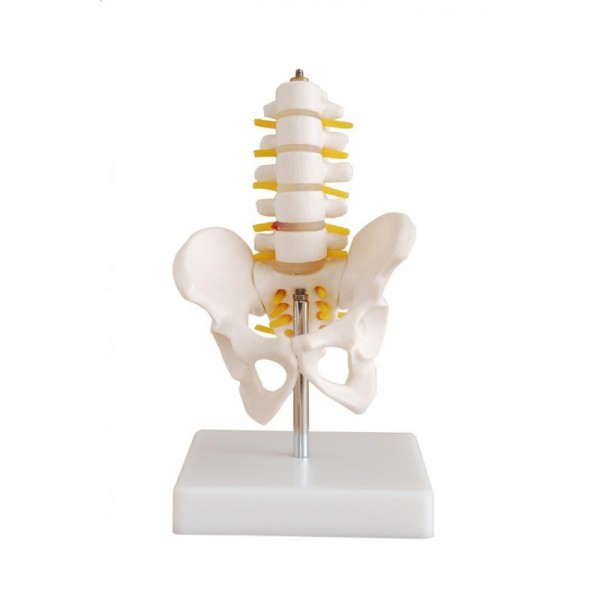 Miednica z pięcioma kręgami lędźwiowymi mini