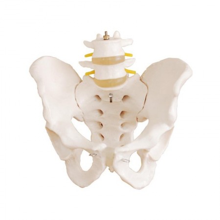 Miednica z dwoma kręgami lędźwiowymi (rozmiar rzeczywisty)