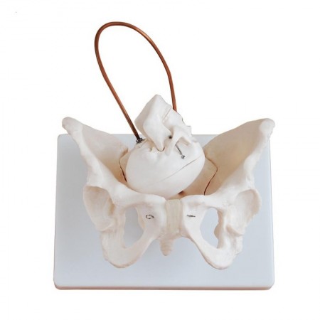 Miednica model do demonstracji porodu