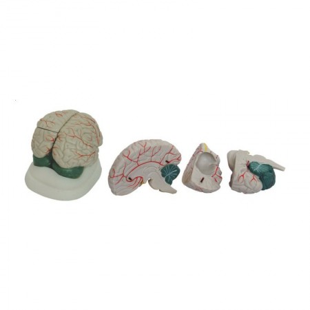 Model mózgu z naczyniami