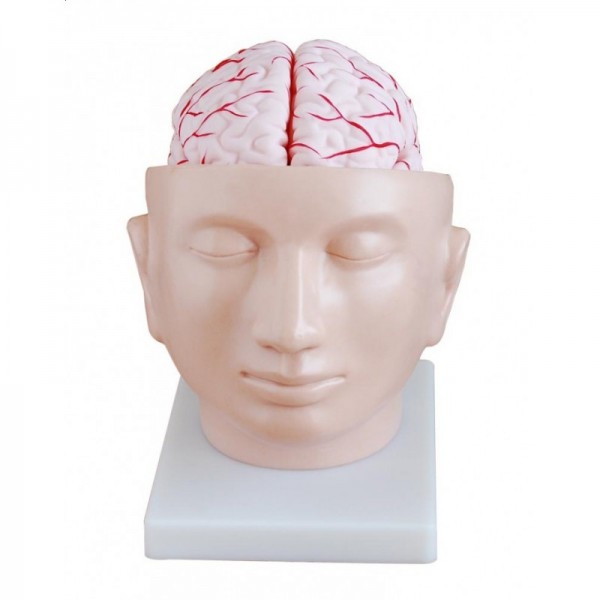 Model głowy z mózgiem nr 1