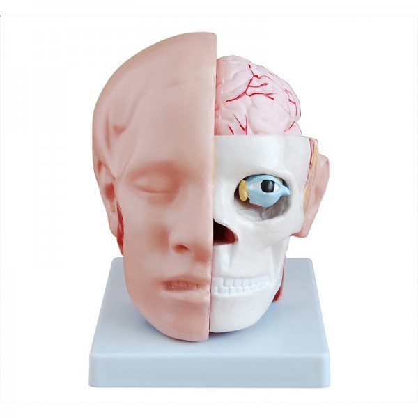 Model głowy z mózgiem nr 2