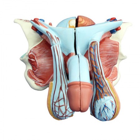 Struktura męskiego narządu płciowego