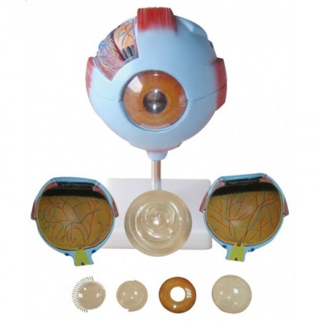 Gigantyczny model oka