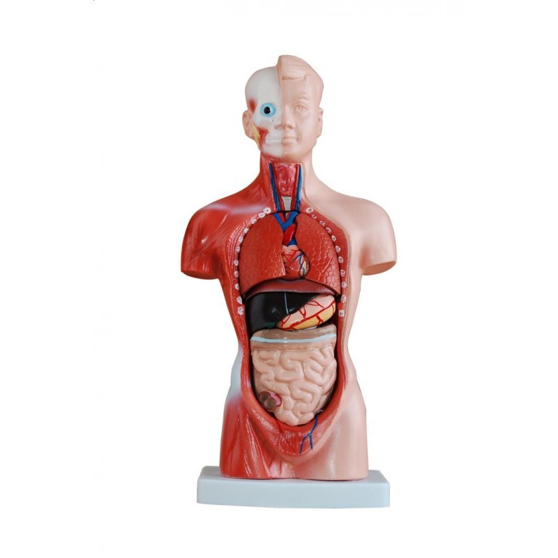 Model Do Nauki Anatomii Krzyżówka Tors człowieka (15 części) 26 cm - Modele anatomiczne - Szkoła Marzeń