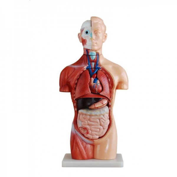 Bezpłciowy tors (18 części) 45 cm