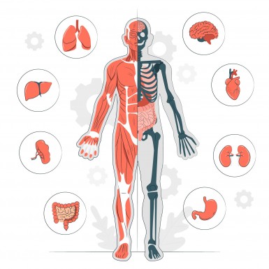 Jak szybko nauczyć się anatomii człowieka?